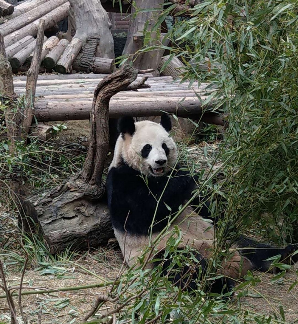 Chengdu (Panda)