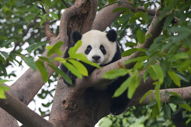 Panda(Chengdu)