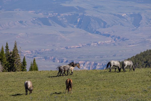 Yellowstone National Park · Billings