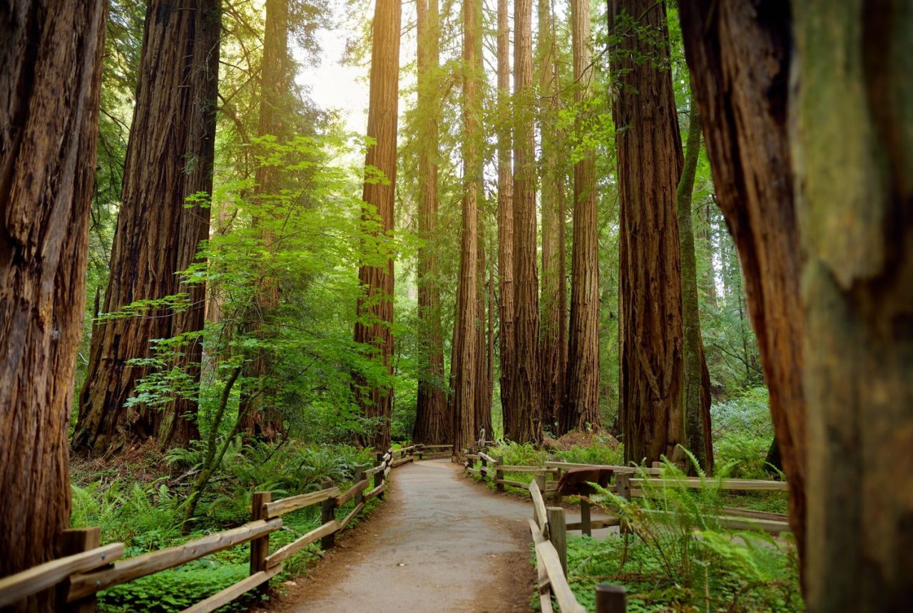 Portland · Oregon Dunes · Redwood National Park (529 Km)