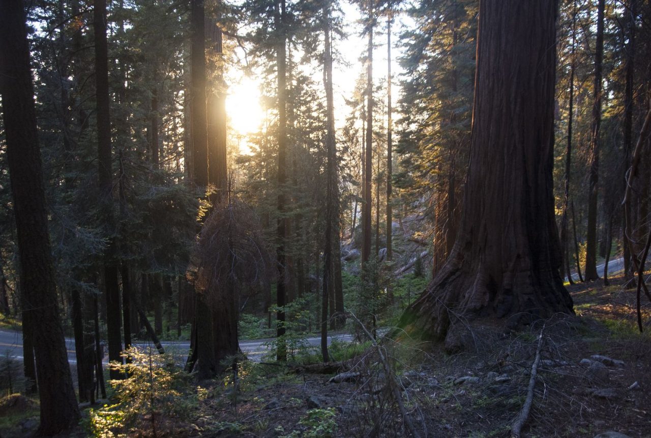 Sequoia National Park