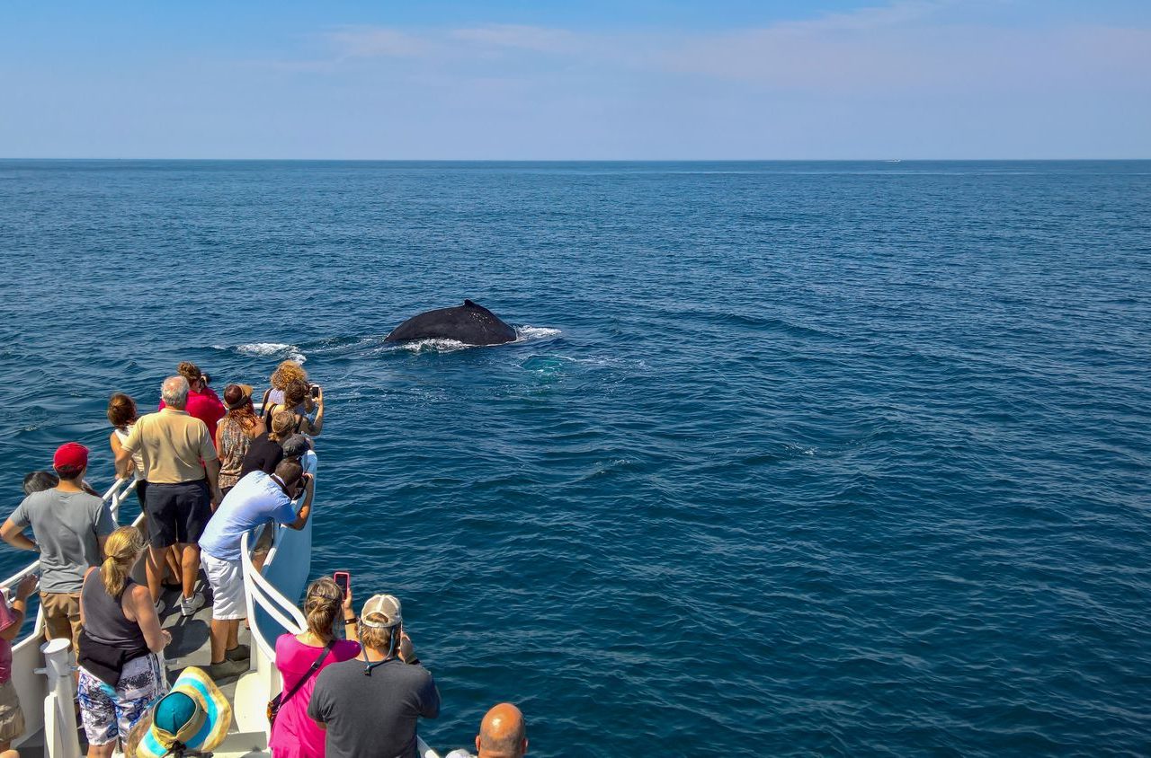 Whale watching al largo di Cape Cod