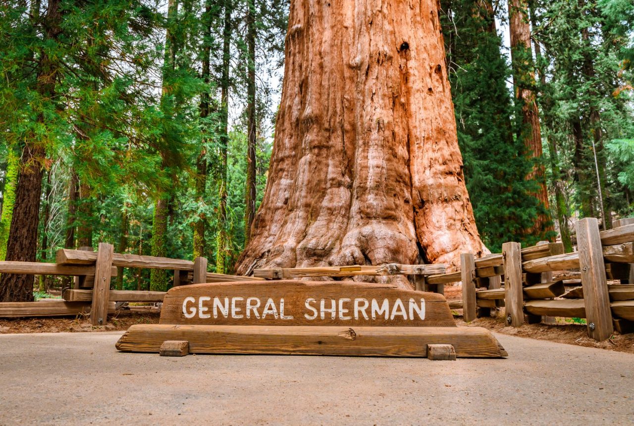 Il General Sherman, l’albero più grande del mondo per volume