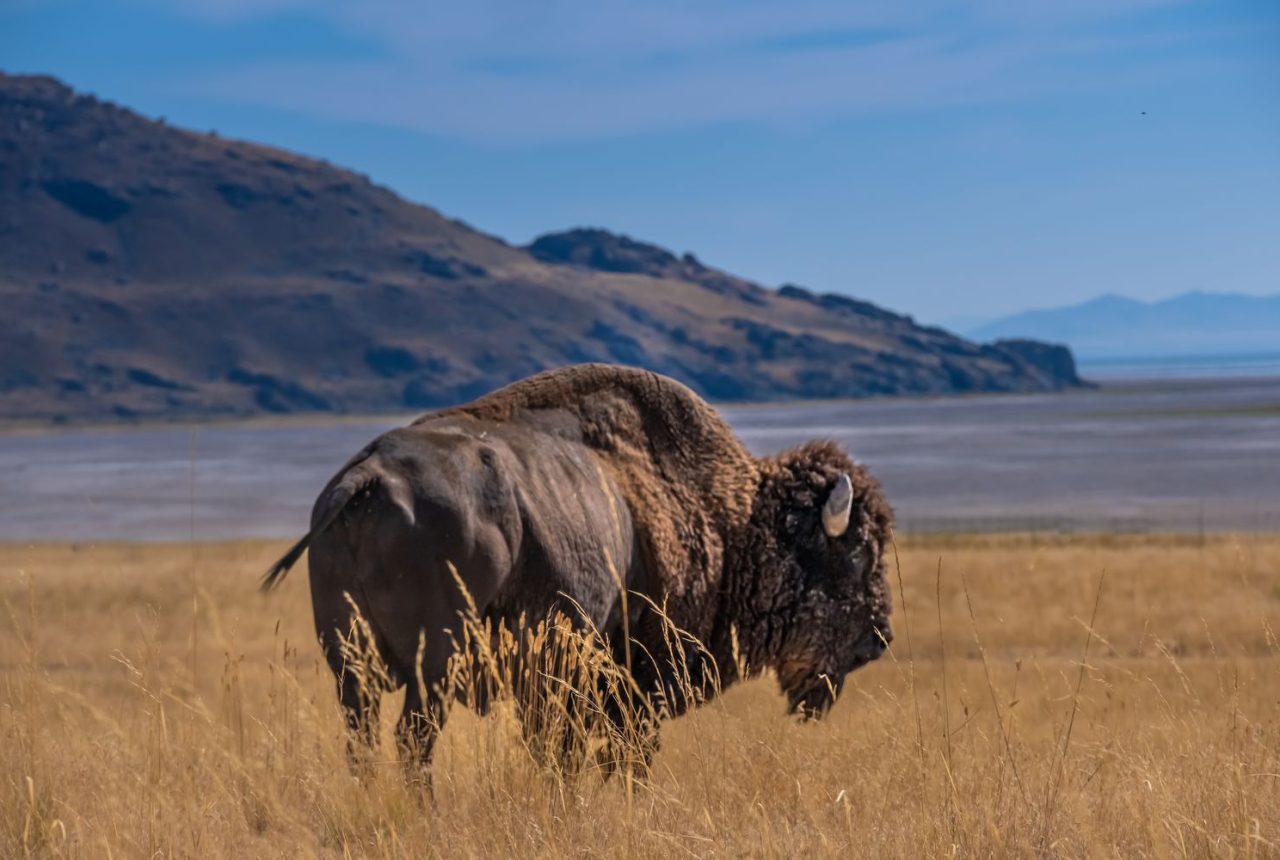 Jackson Hole · Antelope Island · Salt Lake City