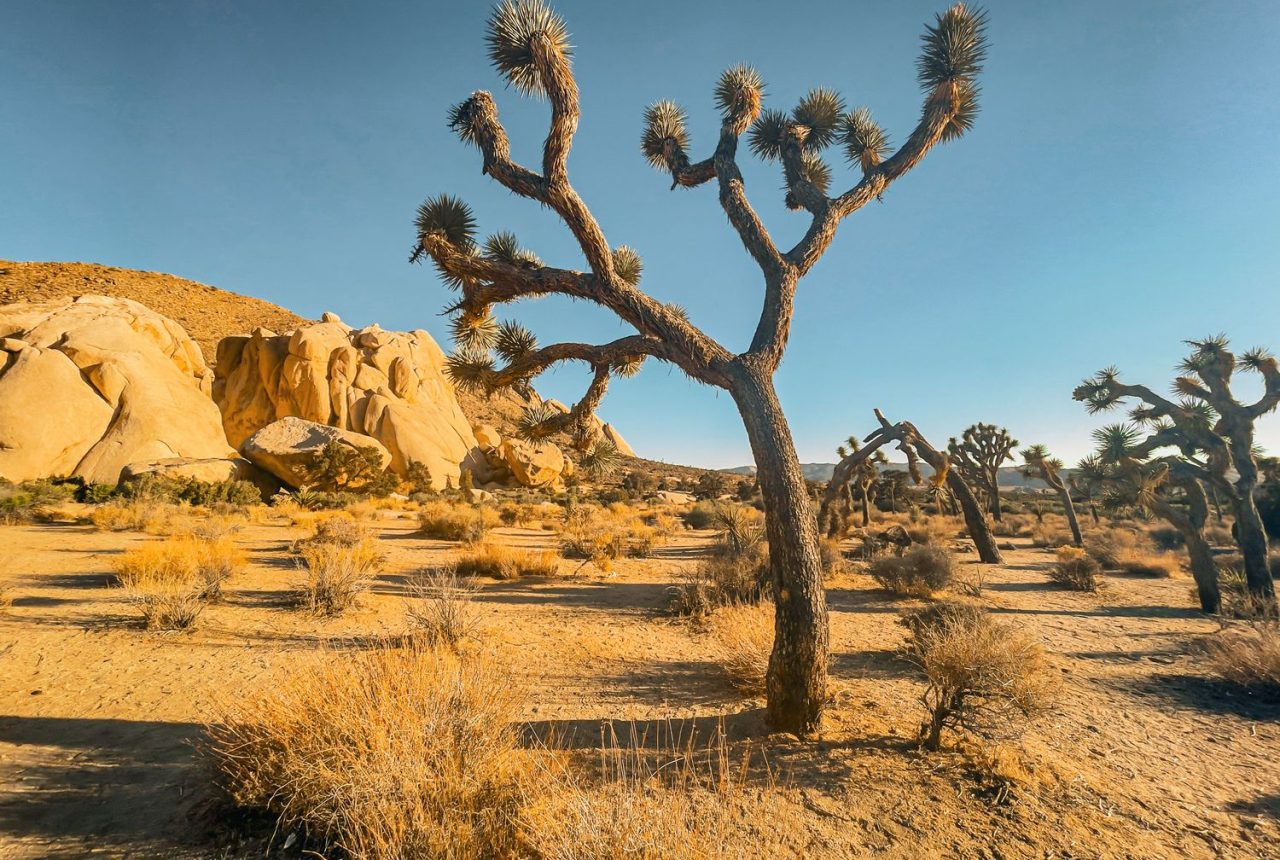 Los Angeles · Joshua · Laughlin
