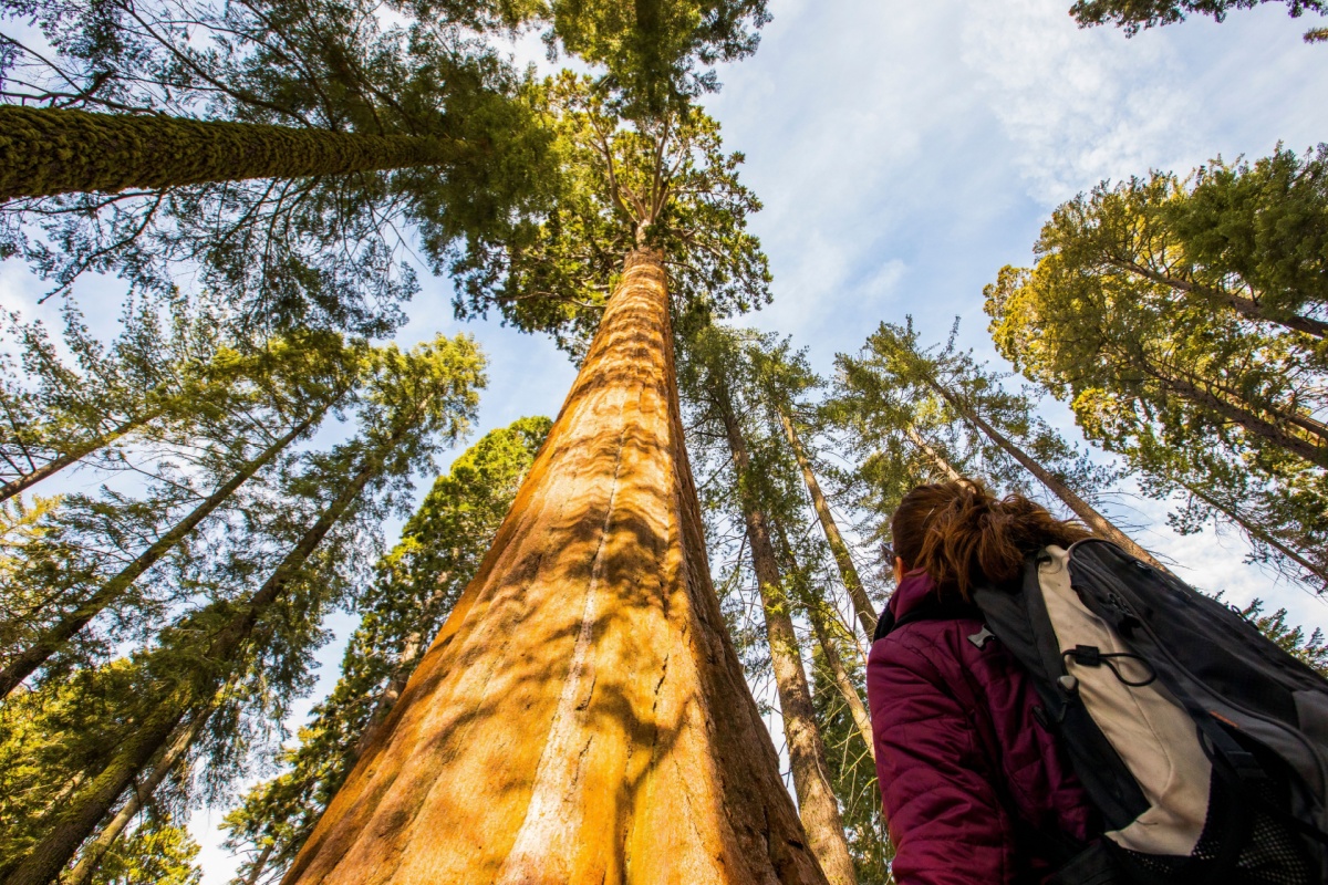 Yosemite National Park · Sequoia · King’s Canyon · Bakersfield (326 Km)