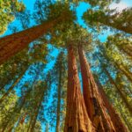 sequoia-park-cosa-vedere-usa
