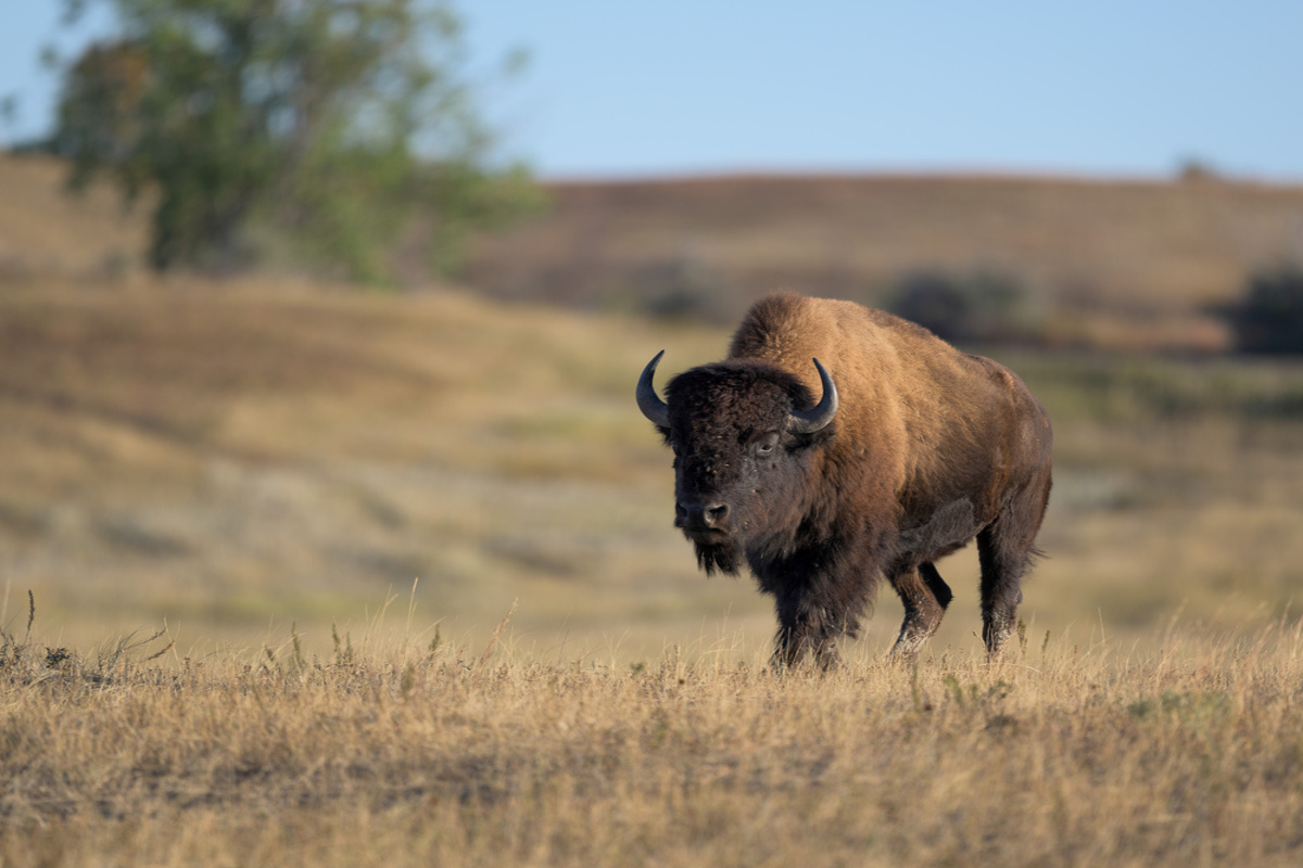 Medora · Roosevelt National Park · Medora