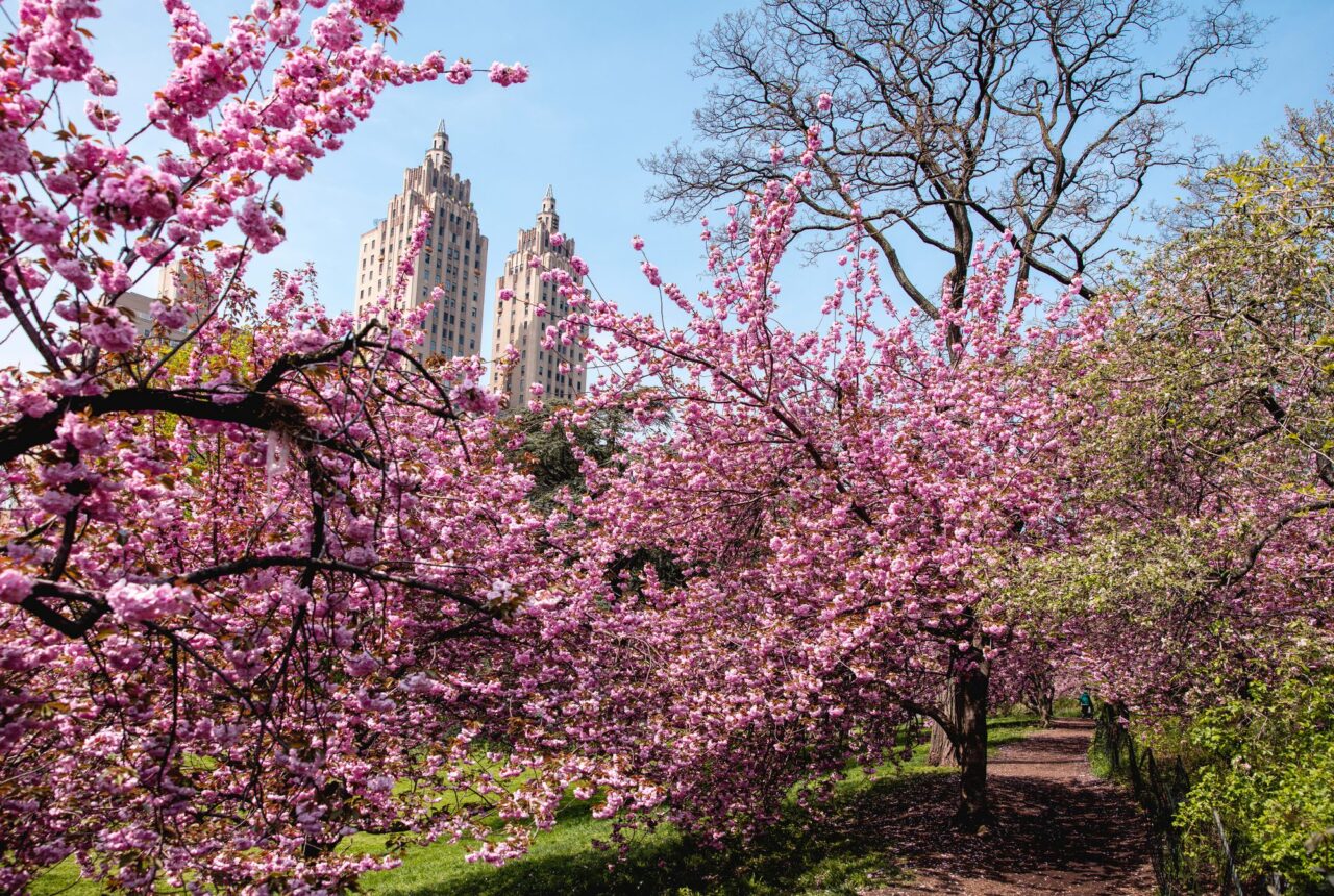 Primavera a New York