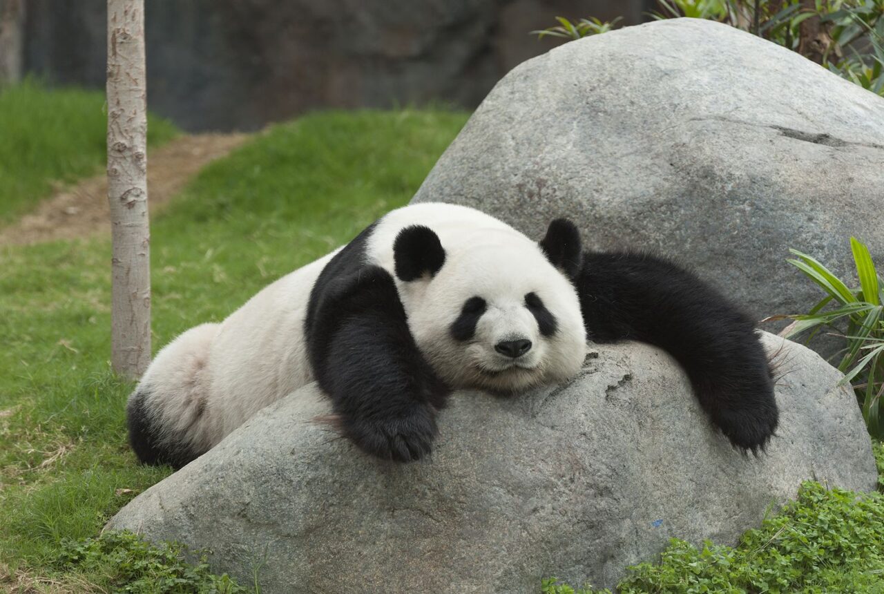 Panda Tour: i Tesori del Sichuan (da Chengdu) — giorno 8