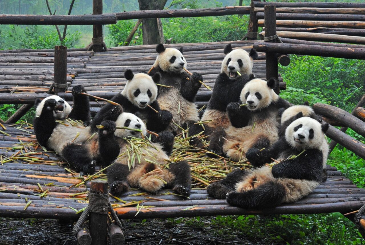 Panda Gigante