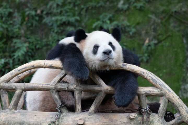 Panda Gigante