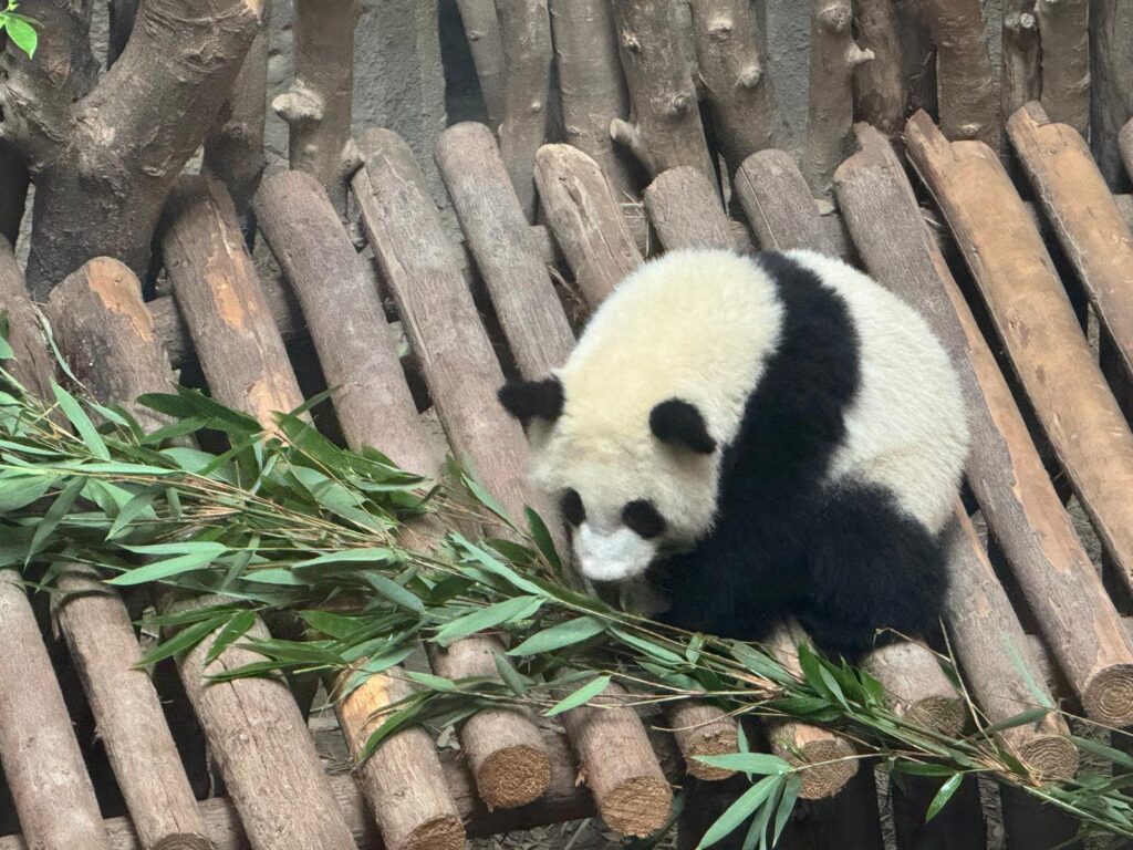 Un panda gigante tra le canne di bambù