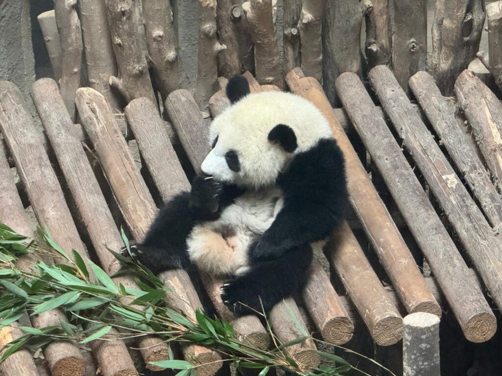 Un panda gigante alle prese con il bambù