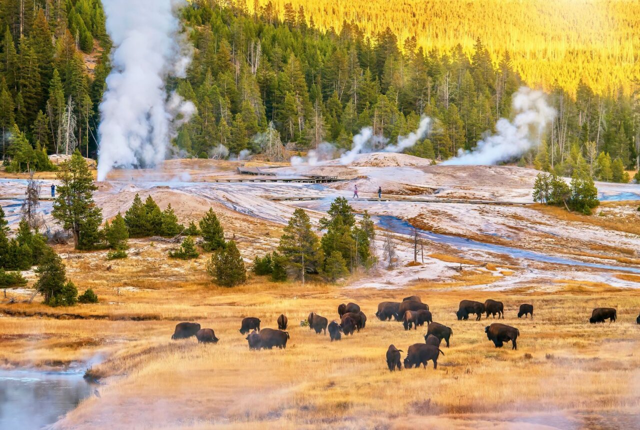 Yellowstone e le Montagne Rocciose - Firmato UTAT