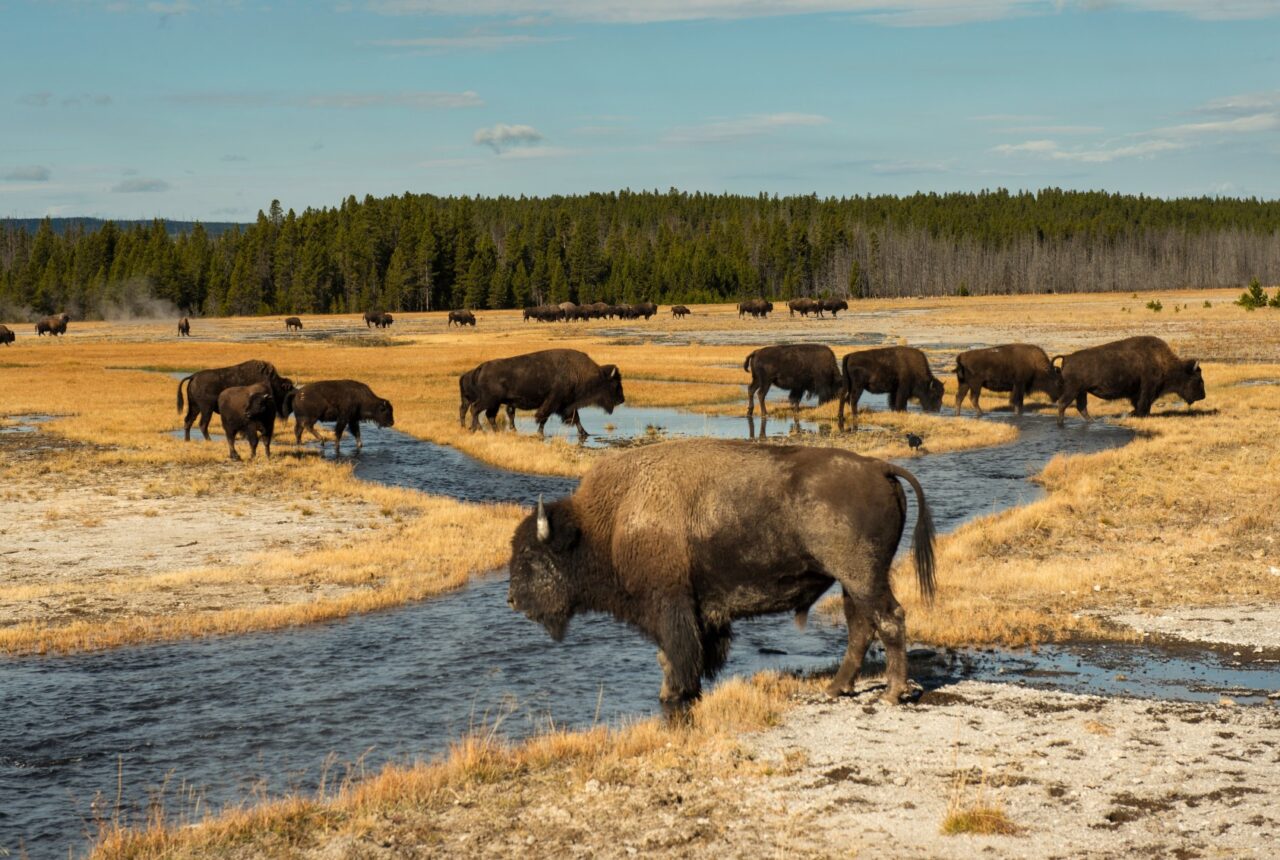 Montana e Wyoming - Tour Fly & Drive USA