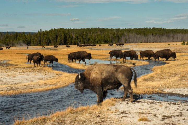 Montana e Wyoming – Tour Fly & Drive USA
