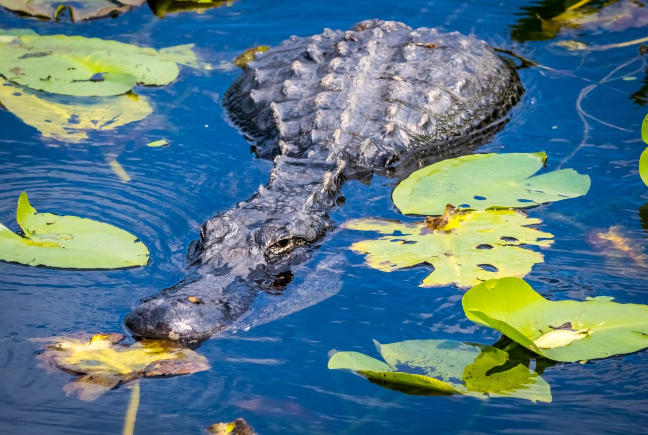 Everglades