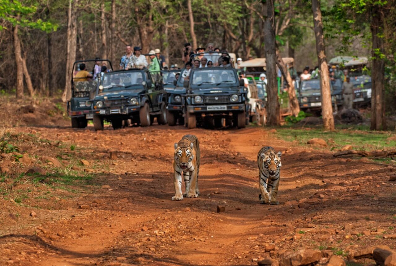 Safari nella Giungla