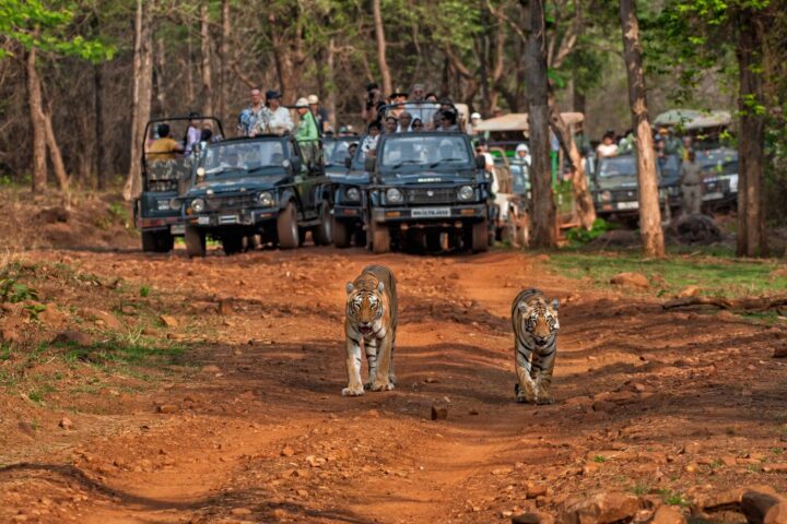 Safari nella Giungla