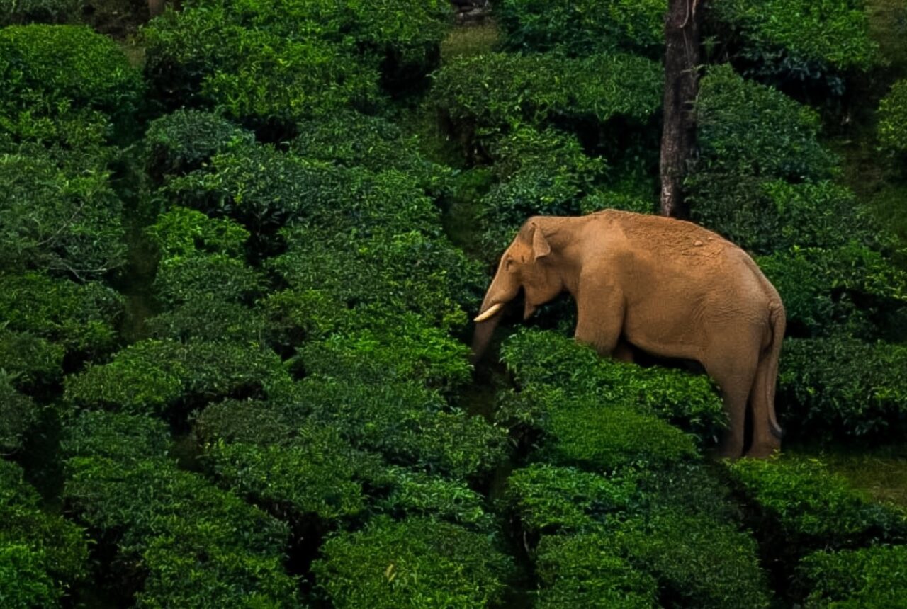 Elefante tra le piantagioni di tè di Munnar, Kerala