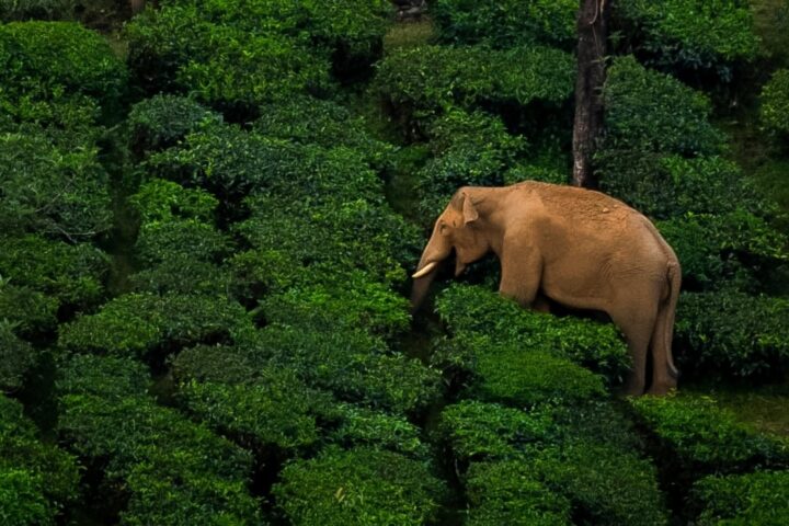 Essenza del Kerala