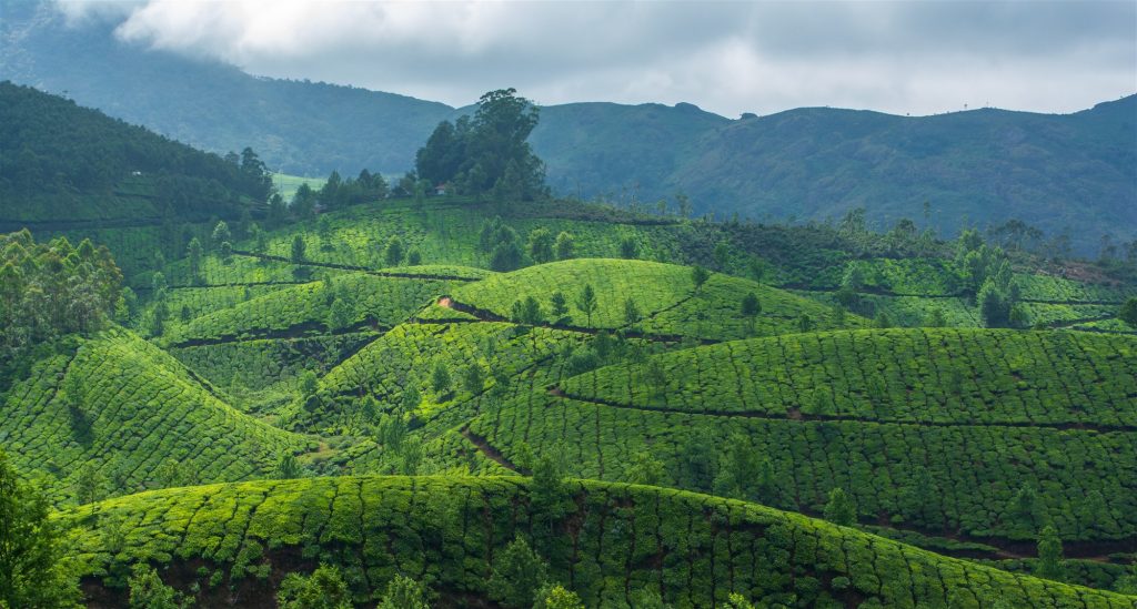 Le piantagioni di tè di Munnar, Kerala