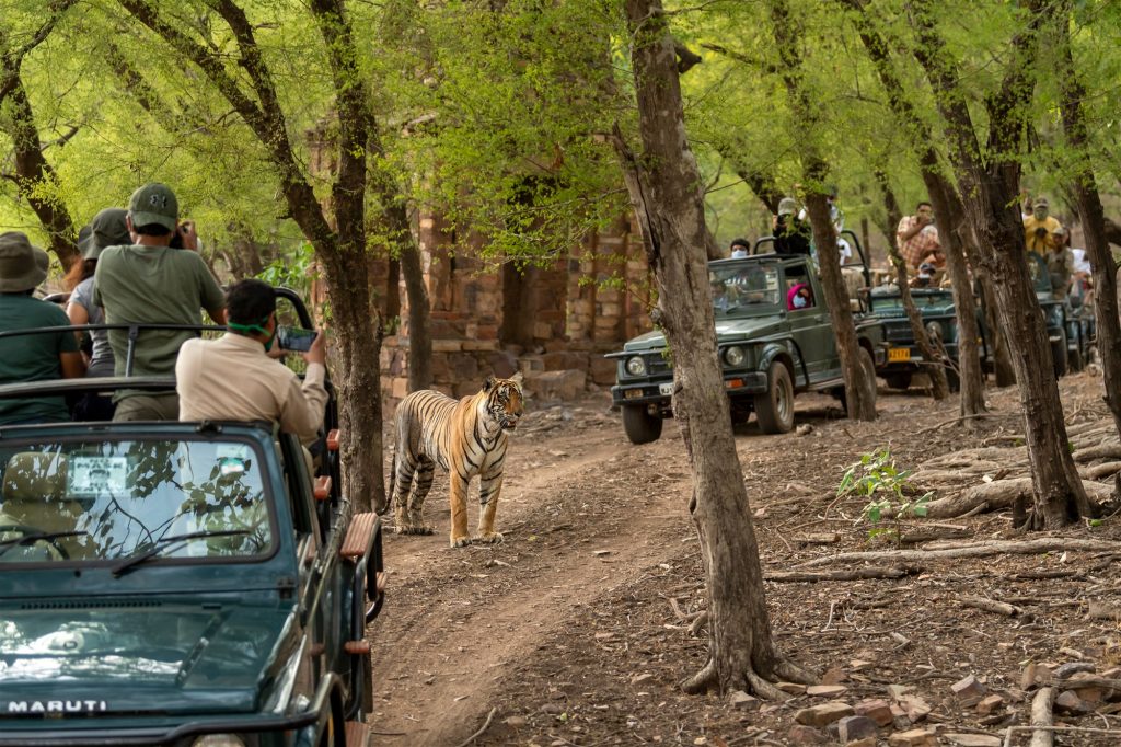 Safari in jeep nel Parco Nazionale di Ranthambore