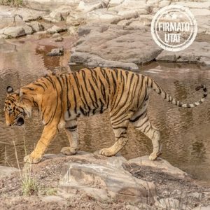 Rajasthan e la Terra delle Tigri - Firmato Utat