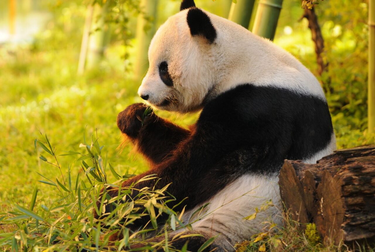 Un panda gigante che mangia bambù nel verde