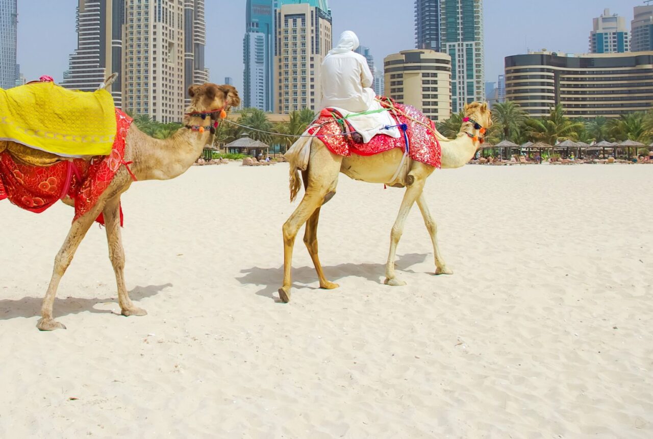 Un cammello con la sella tradizionale a Dubai