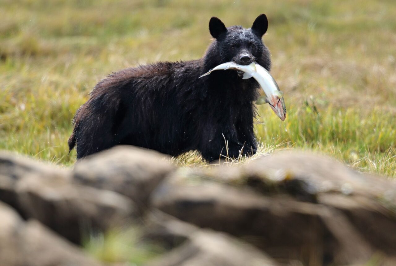 Un orso nero, la fauna del Québec