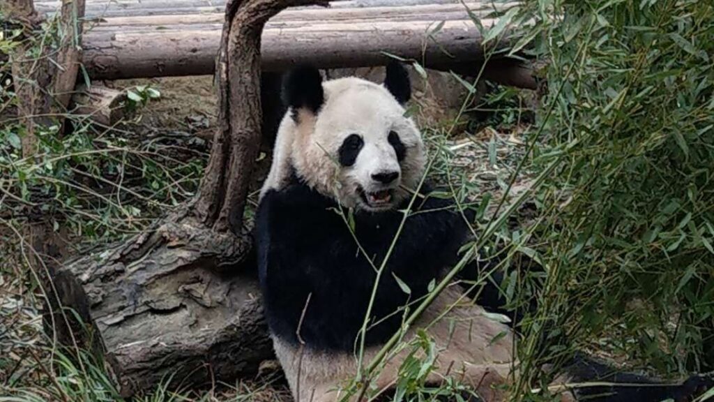 Un panda gigante che sgranocchia il bambù