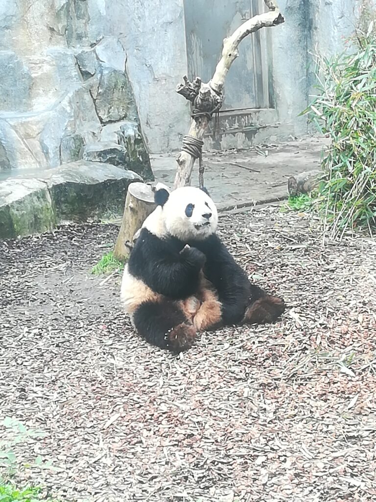 Un panda gigante seduto nel suo recinto