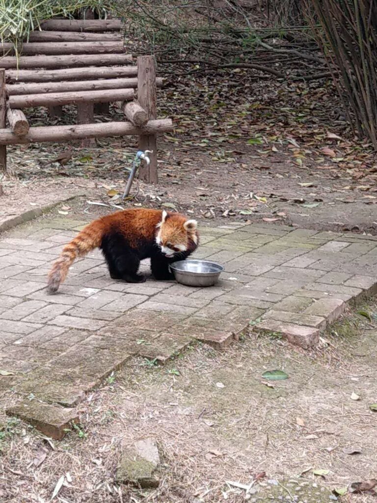 Un panda rosso all'abbeveratoio
